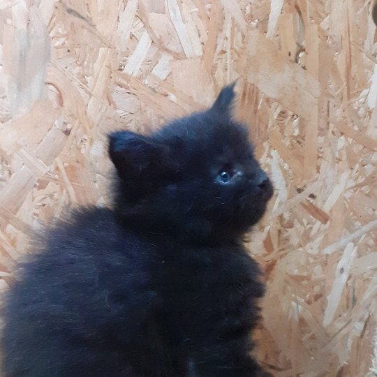 chaton Maine coon black VENOM La Chatterie des targuizier's