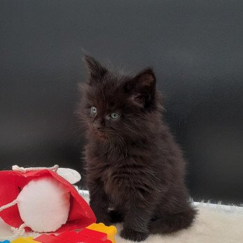 chaton Maine coon black VENOM La Chatterie des targuizier's