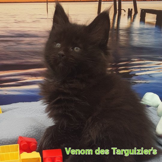 chaton Maine coon black VENOM La Chatterie des targuizier's