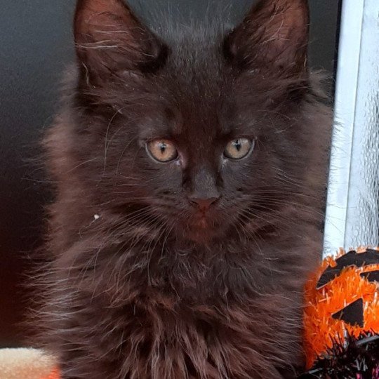 chaton Maine coon black VENOM La Chatterie des targuizier's