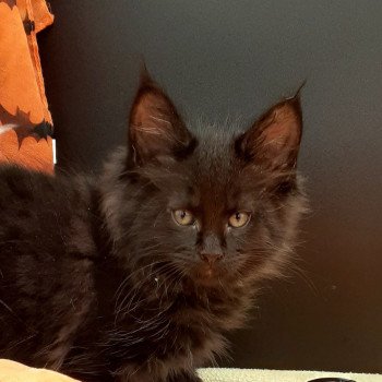 chaton Maine coon black VENOM La Chatterie des targuizier's