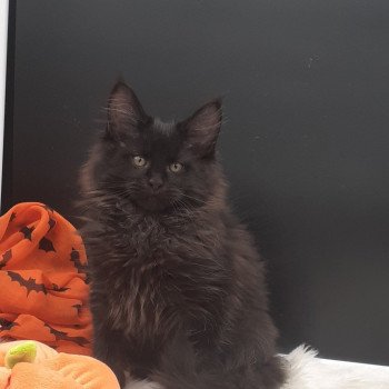 chaton Maine coon black VENOM La Chatterie des targuizier's