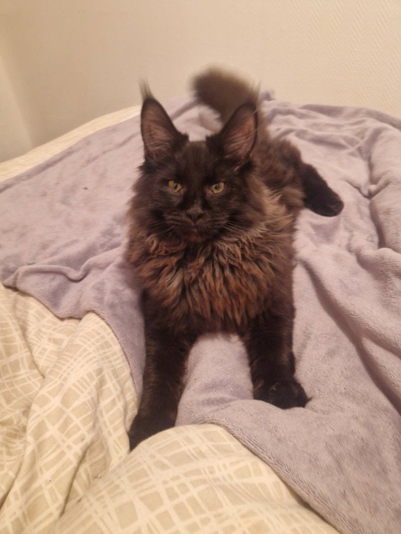 VENOM Mâle Maine coon