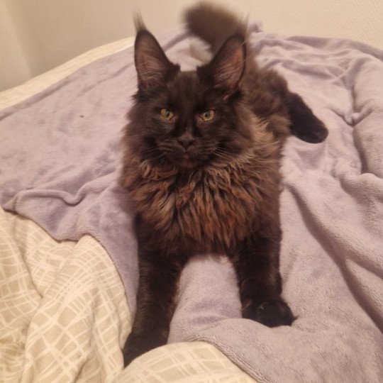 VENOM Mâle Maine coon