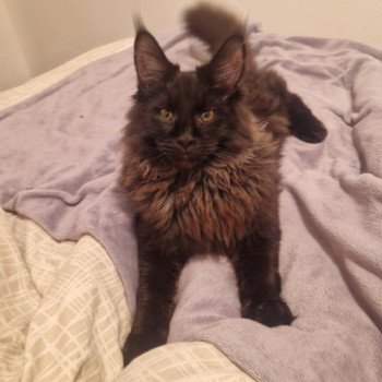 chaton Maine coon black VENOM La Chatterie des targuizier's