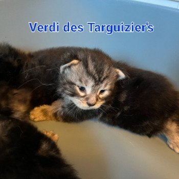 chaton Maine coon black silver tabby Verdi La Chatterie des targuizier's