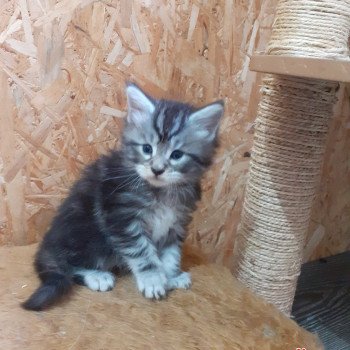 chaton Maine coon black silver tabby Verdi La Chatterie des targuizier's