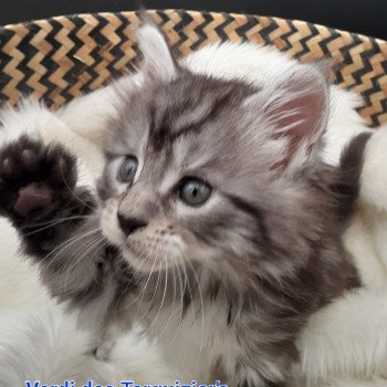 chaton Maine coon black silver tabby Verdi La Chatterie des targuizier's