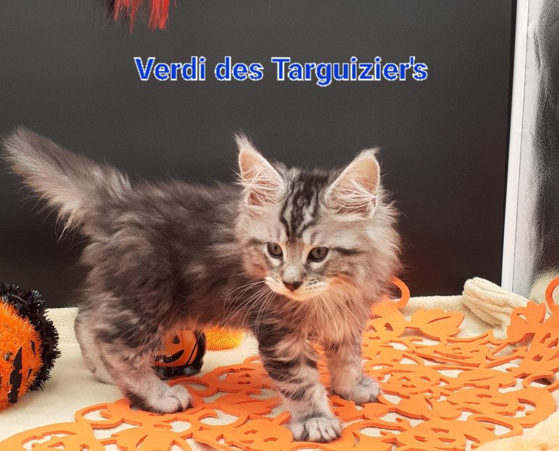 Verdi Mâle Maine coon