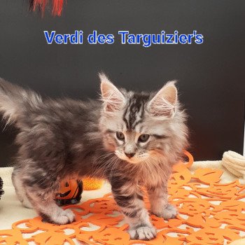 chaton Maine coon black silver tabby Verdi La Chatterie des targuizier's