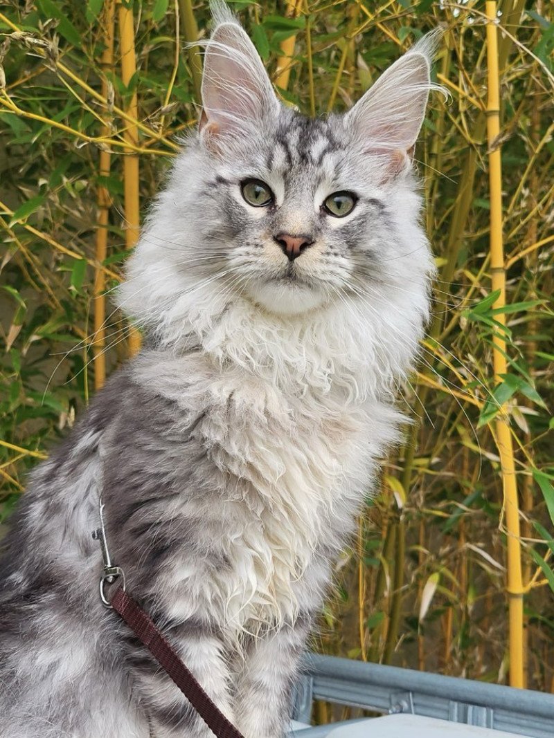 Verdi Mâle Maine coon