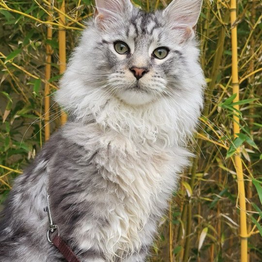 Verdi Mâle Maine coon