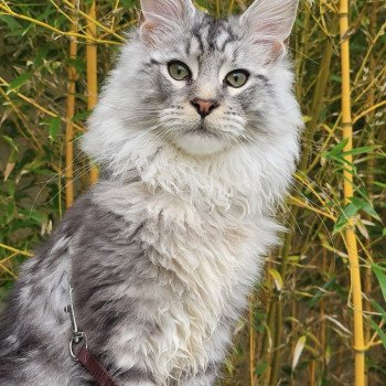 chaton Maine coon black silver tabby Verdi La Chatterie des targuizier's