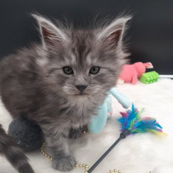 chaton Maine coon black smoke Vicky La Chatterie des targuizier's