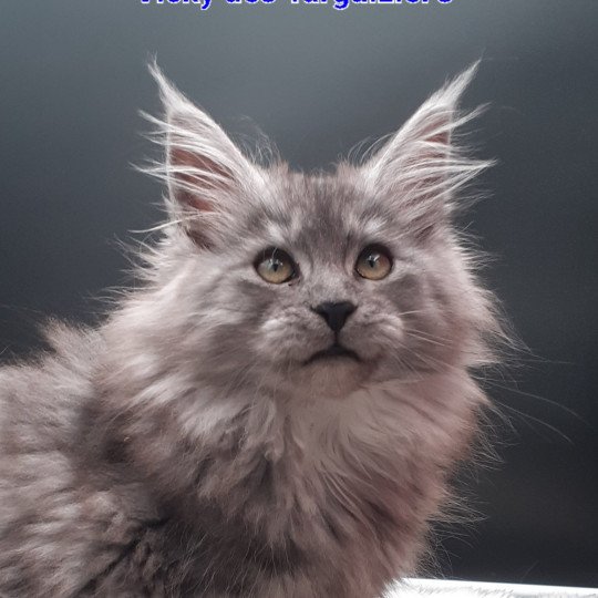 Vicky Femelle Maine coon