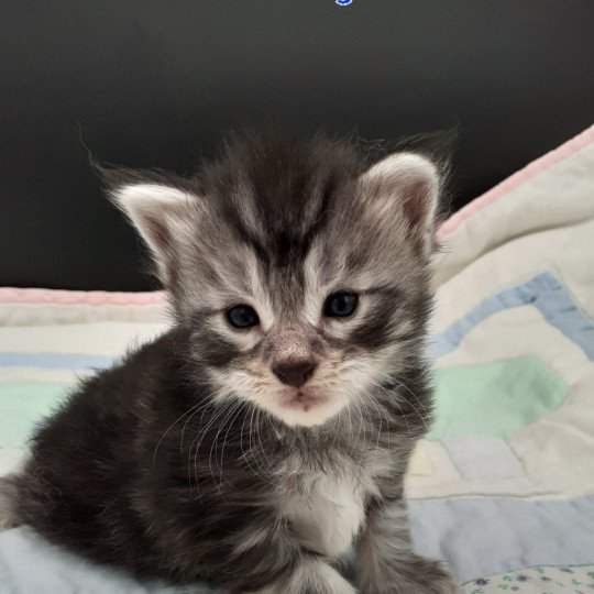 chaton Maine coon black silver tabby VOX La Chatterie des targuizier's