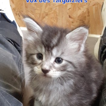 chaton Maine coon black silver tabby VOX La Chatterie des targuizier's