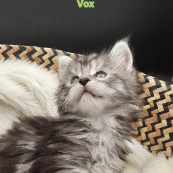 chaton Maine coon black silver tabby VOX La Chatterie des targuizier's