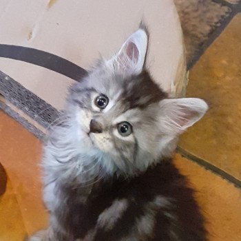 chaton Maine coon black silver tabby VOX La Chatterie des targuizier's