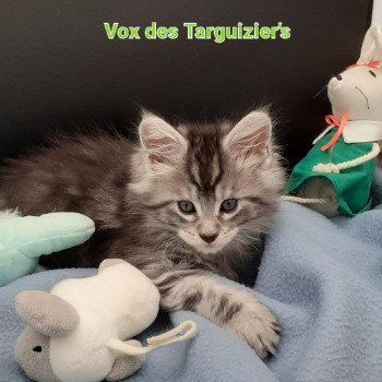 chaton Maine coon black silver tabby VOX La Chatterie des targuizier's