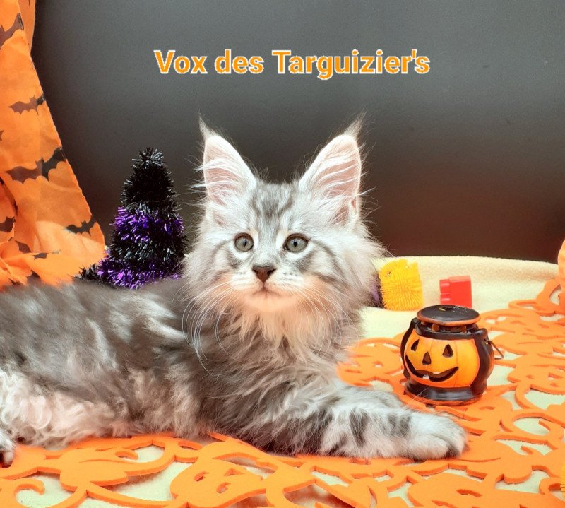 VOX Mâle Maine coon