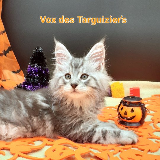 chaton Maine coon black silver tabby VOX La Chatterie des targuizier's