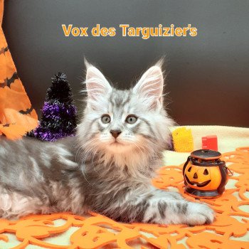 chaton Maine coon black silver tabby VOX La Chatterie des targuizier's