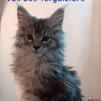 chaton Maine coon black silver tabby VOX La Chatterie des targuizier's