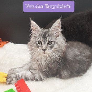 chaton Maine coon black silver tabby VOX La Chatterie des targuizier's