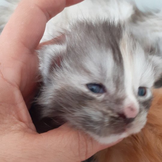 chaton Maine coon black tortie smoke Wanesse La Chatterie des targuizier's