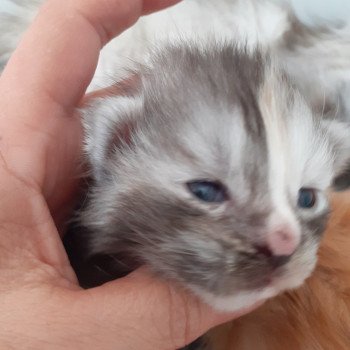 chaton Maine coon black tortie smoke Wanesse La Chatterie des targuizier's