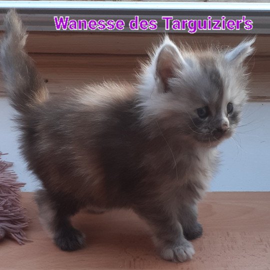 chaton Maine coon black tortie smoke Wanesse La Chatterie des targuizier's