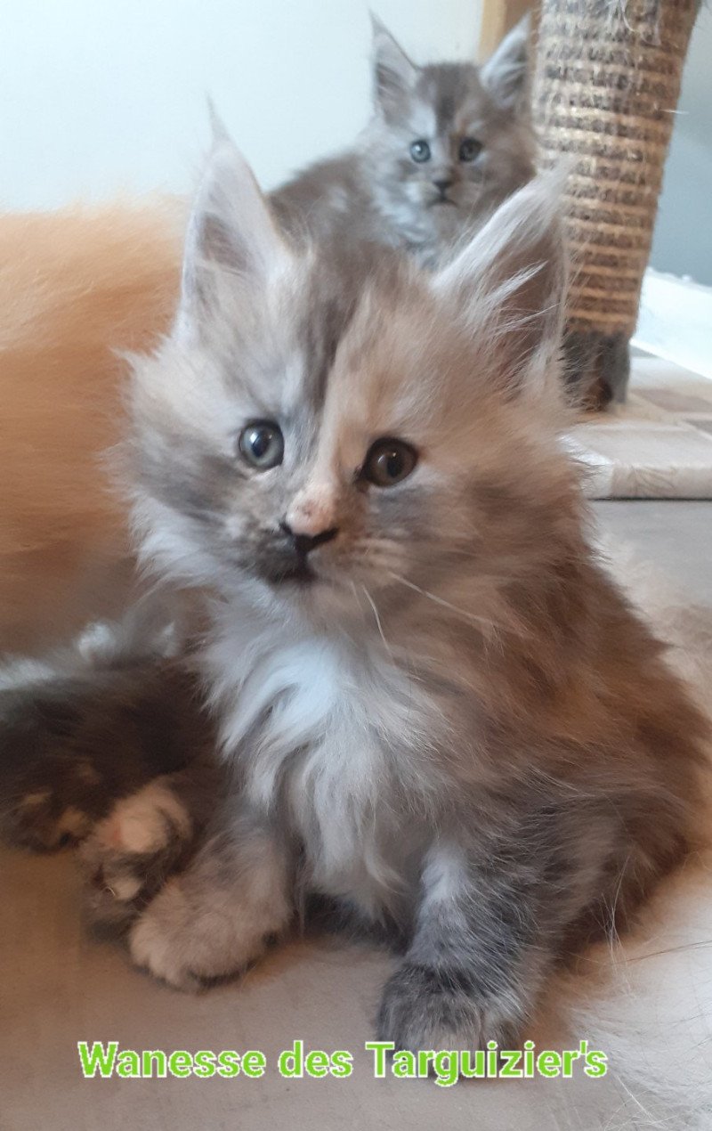 Wanesse Femelle Maine coon