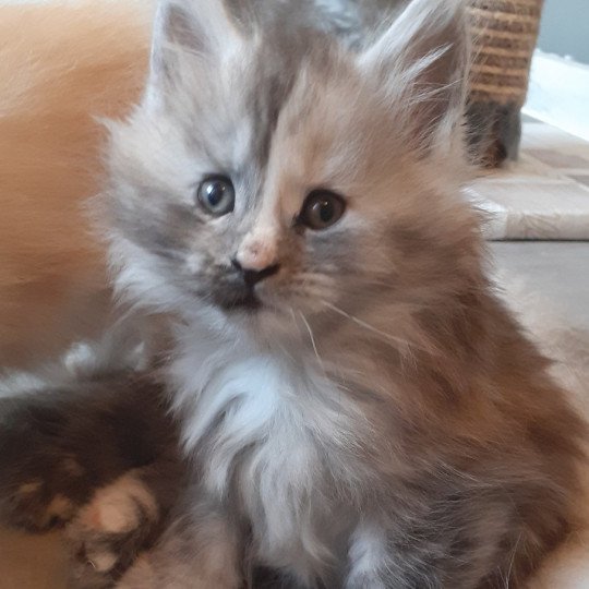 Wanesse Femelle Maine coon