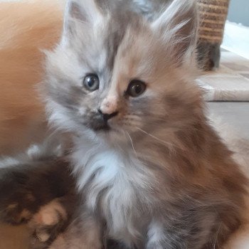 chaton Maine coon black tortie smoke Wanesse La Chatterie des targuizier's