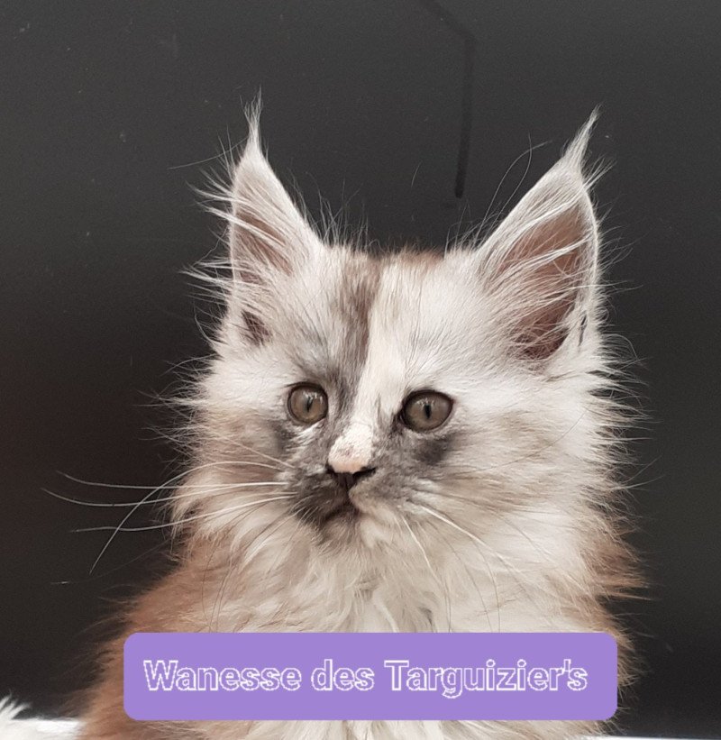 Wanesse Femelle Maine coon