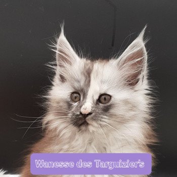 chaton Maine coon black tortie silver blotched tabby Wanesse La Chatterie des targuizier's