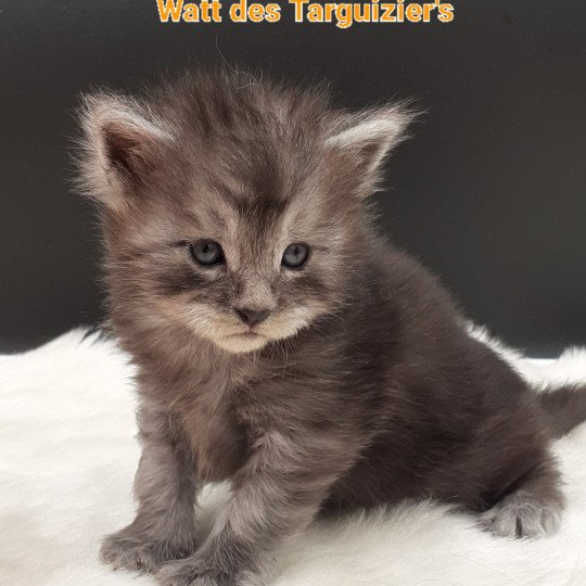 chaton Maine coon black smoke Watt La Chatterie des targuizier's