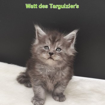 chaton Maine coon black smoke Watt La Chatterie des targuizier's