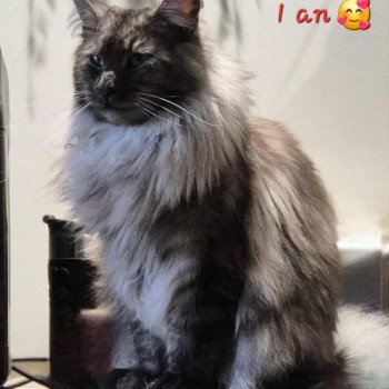 chaton Maine coon black smoke Watt La Chatterie des targuizier's