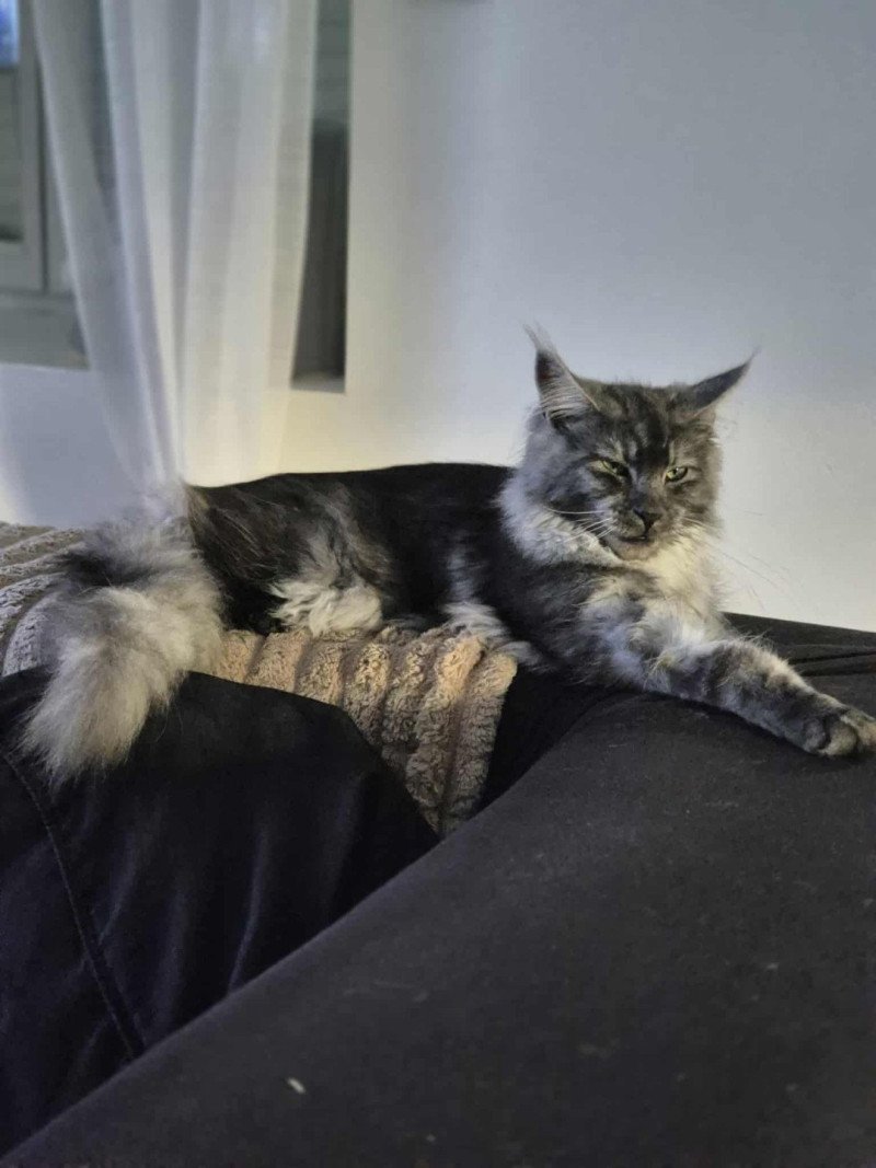 Watt Mâle Maine coon