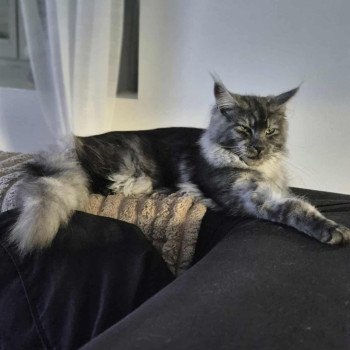 chaton Maine coon black smoke Watt La Chatterie des targuizier's