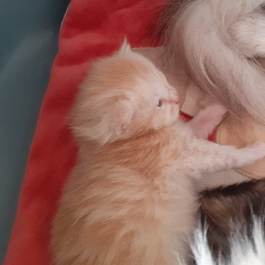 chaton Maine coon red westfield La Chatterie des targuizier's