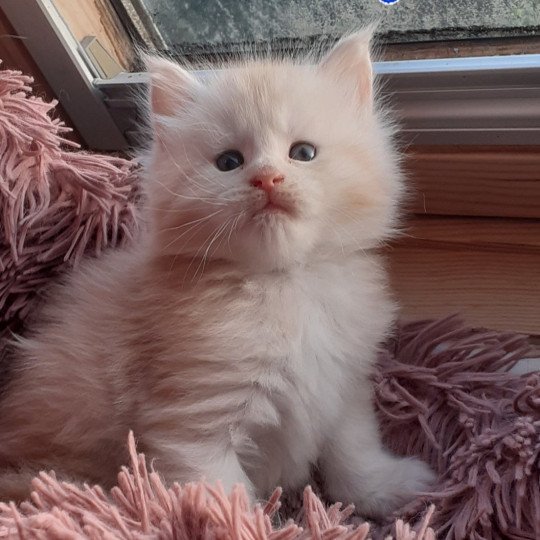 chaton Maine coon red westfield La Chatterie des targuizier's