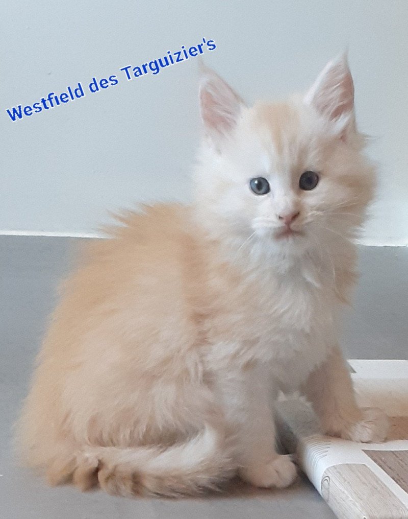 westfield Mâle Maine coon