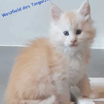 chaton Maine coon red westfield La Chatterie des targuizier's