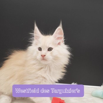 chaton Maine coon red smoke westfield La Chatterie des targuizier's