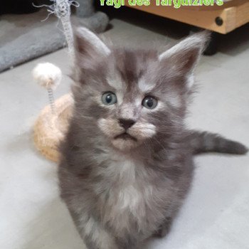 chaton Maine coon black smoke YAGI La Chatterie des targuizier's