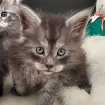 chaton Maine coon black smoke YAGI La Chatterie des targuizier's