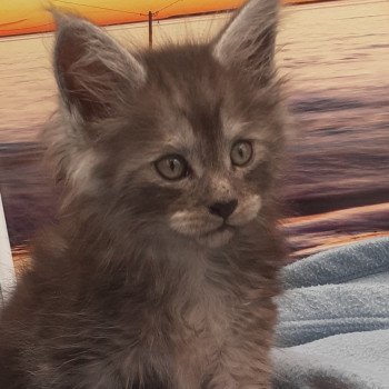 chaton Maine coon black smoke YAGI La Chatterie des targuizier's